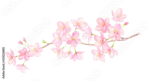 桜の水彩イラスト　背景透過PNG © miko