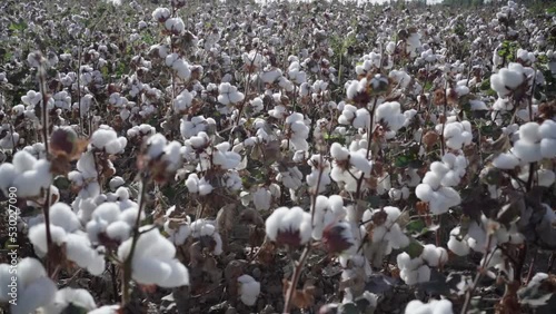 Wallpaper Mural Cotton plantation ripened at sunset Torontodigital.ca