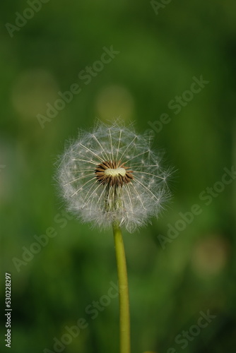 Vertical macro close up of a dandelion seed head in nature