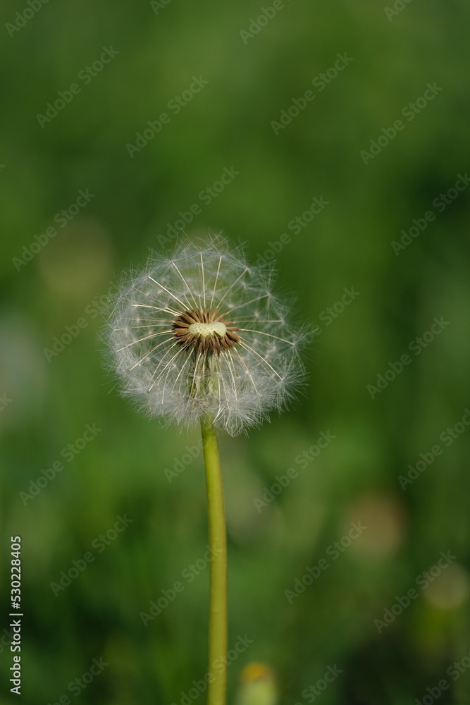 Vertical image of a dandelion seed head