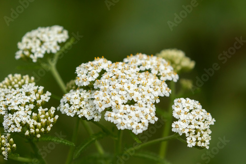Tableau sur toile White inflorescences of the Achillea millefolium, commonly known as yarrow