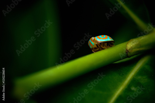 Close up of Hemisphaerius binduseni on branch, Colorful tiny insect, Selective focus, Macro of aphid, Hemisphaerius binduseni Constant & Jiaranaisakul, 2020, Thailand. photo