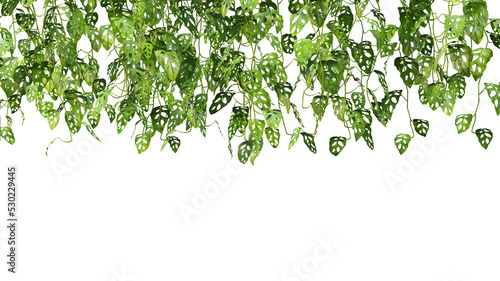 3d rendering of Monstera Adansonii hanging foreground isolated