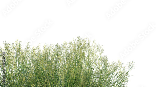 3d rendering of Oryzopsis hymenoides foreground isolated photo