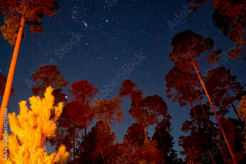 forest at night with sky full of stars, bonfire lightning the trees in mexiquillo durango 