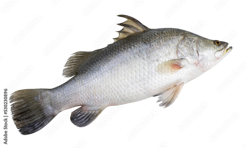 Fresh white striped bass fish isolated on white background, White striped bass fish isolated on white PNG file. Fresh white striped bass fish isolated on white background, White striped bass fish isolated on white PNG file.