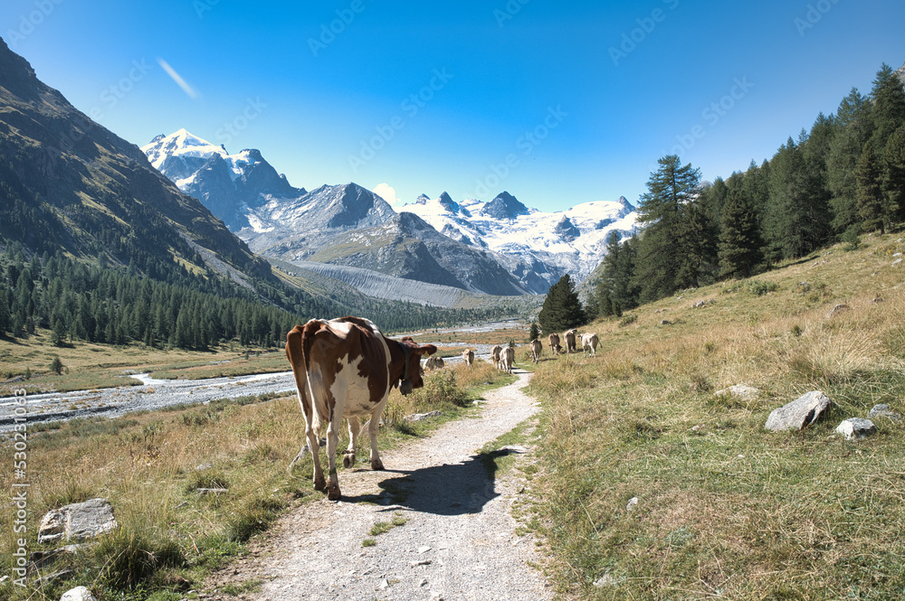 Cows on mountain grazing path