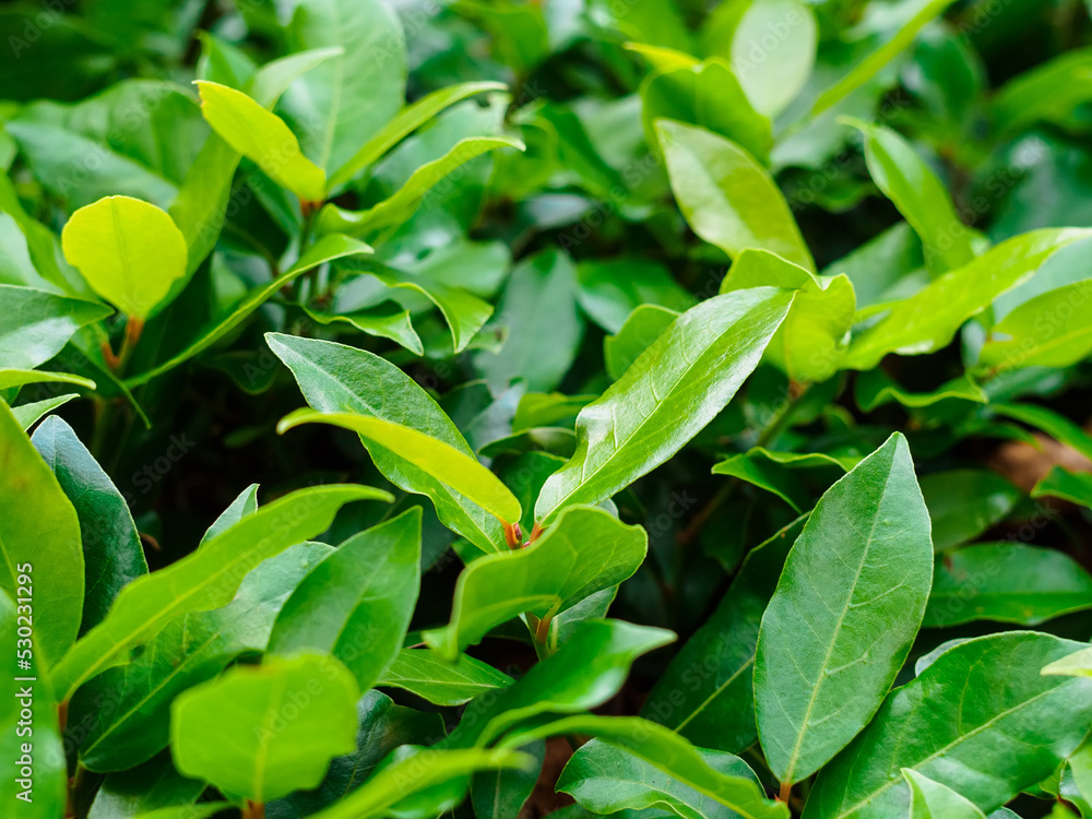 laurel leaves on branches close-up laurel leaves on branches close-up