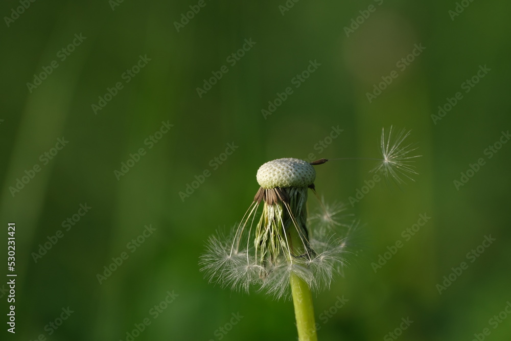 Macro close up of a dandelion seed head in the wind Macro close up of a dandelion seed head in the wind