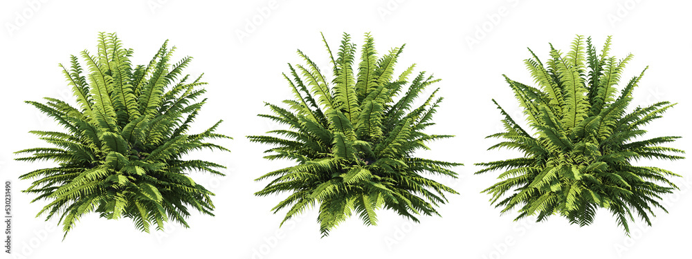 3d rendering of fern tree isolated - obrazy, fototapety, plakaty 