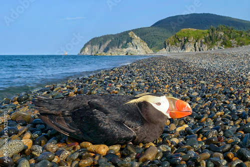 Tufted puffin ( Fratercula cirrhata ) on the sea of Okhotsk coast. Khabarovsk Krai, far East, Russia. photo