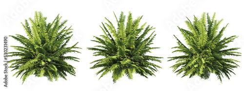 3d rendering of fern tree isolated