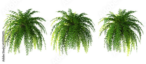 3d rendering of hanging fern tree isolated photo