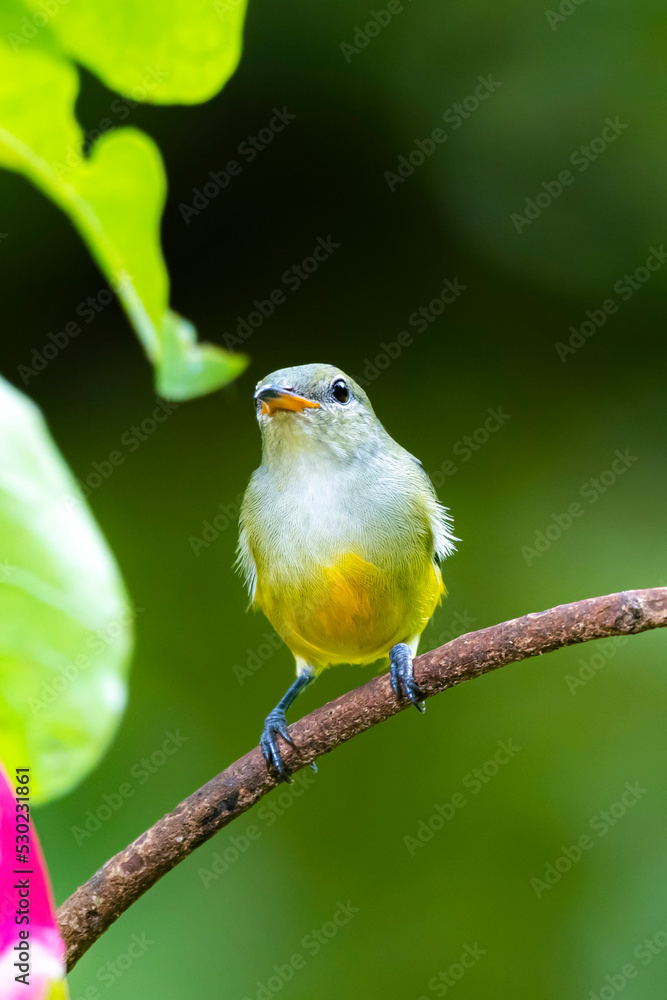 Obraz premium The Orange-bellied Flowerpecker on a branch
