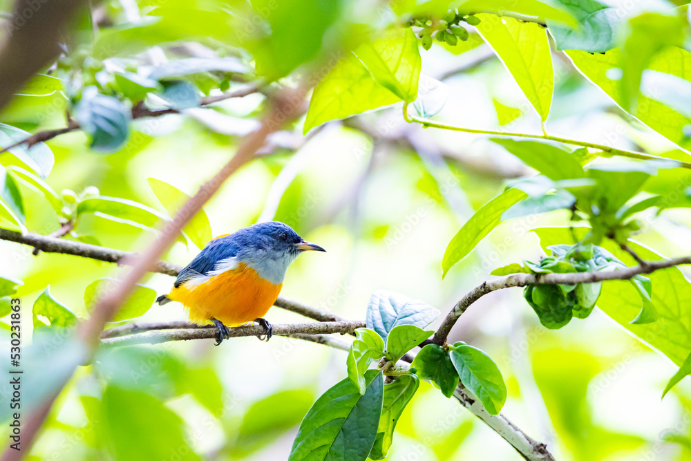 The Orange-bellied Flowerpecker on a branch