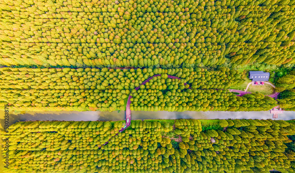 Aerial photography of Yellow Sea Forest Park in Dongtai City, Yancheng City, Jiangsu Province, China in autumn Aerial photography of Yellow Sea Forest Park in Dongtai City, Yancheng City, Jiangsu Province, China in autumn