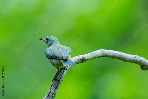 The Orange-bellied Flowerpecker on a branch © Sarin