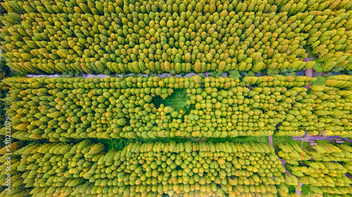 Aerial photography of Yellow Sea Forest Park in Dongtai City, Yancheng City, Jiangsu Province, China in autumn