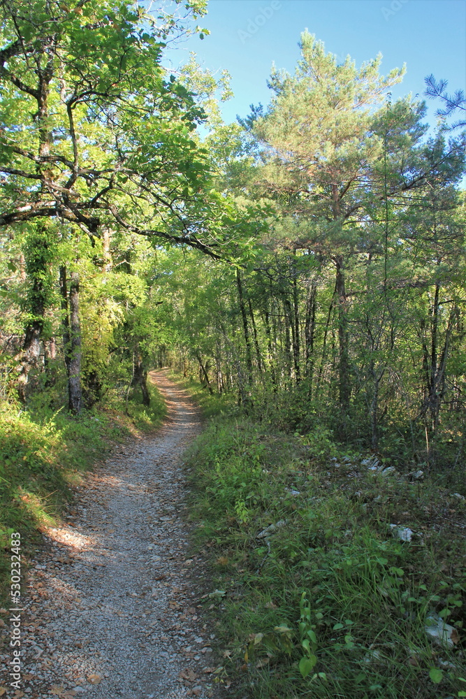 Chemin en forêt. Chemin en forêt.