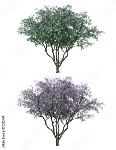 3D rendering of Jacaranda mimosifolia tree isolated