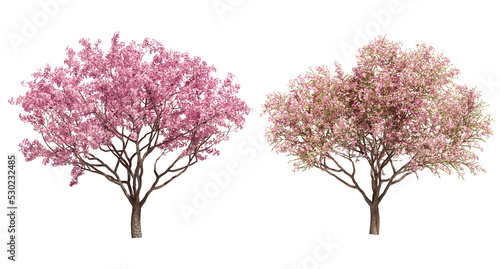 Print op canvas 3D rendering of cherry tree isolated