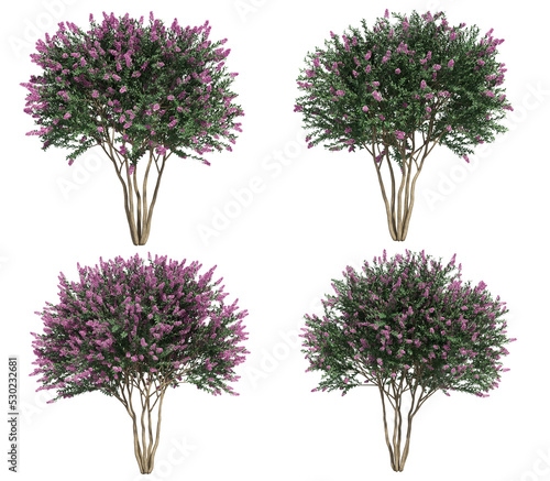 3d rendering of Crepe myrtle tree isolated photo