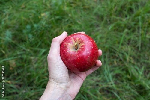 Hand holding apple. Red ripe apple in the woman's hand on the green grass background. Summer, autumn harvesting season. Local fruits, organic farming. Top view, copy space