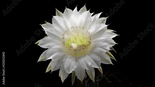 Time lapse footage of white cactus flower growing blossom from bud to full blossom isolated on black background, 4k front view video, close up b roll shot backlit effect.