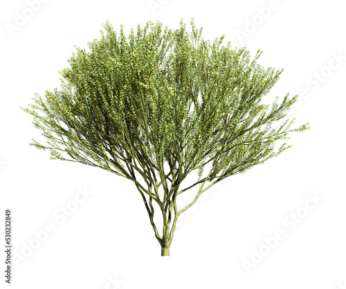 3d rendering of DESERT MUSEUM PALO VERDE tree isolated