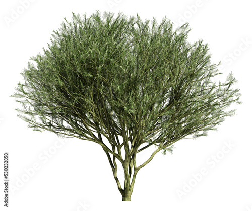 3d rendering of DESERT MUSEUM PALO VERDE tree isolated