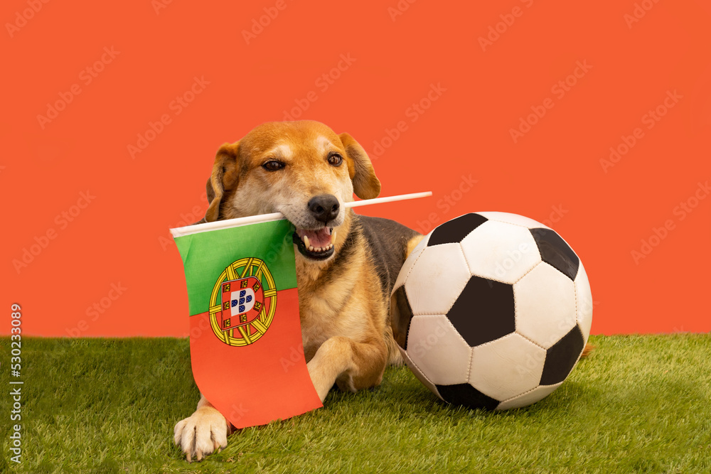 Φωτογραφία Dog with soccer ball and flag of Portugal