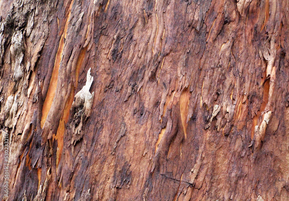 Red Tree Bark Red Tree Bark