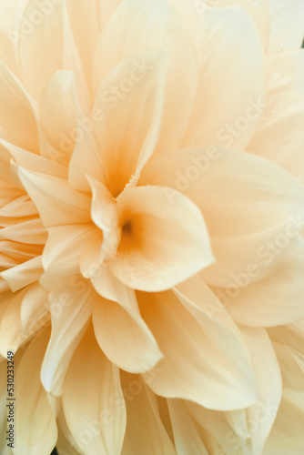 yellow dahlia flower © Works. K