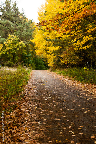 road flanked by trees in autumn colors and fallen leaves on the ground