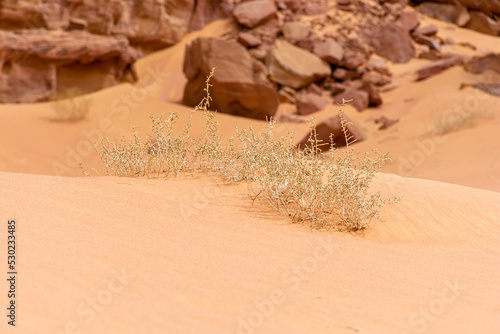 Dry bush in the Wadi Rum desert, beautiful daytime landscape of Jordan