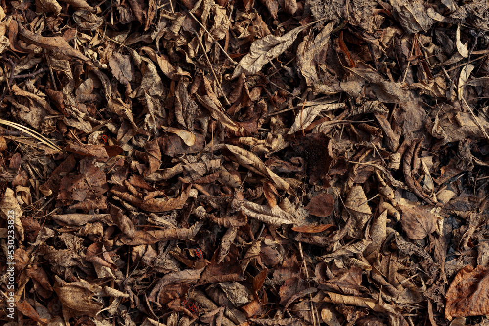 Carpet of brown dry leaves on the ground. Late fall. Carpet of brown dry leaves on the ground. Late fall.