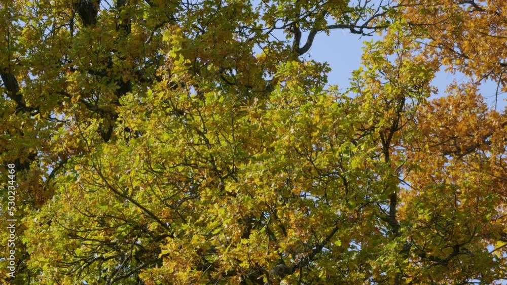 Peterhof, Alexandria Park in autumn. Oaks in autumn decoration. Peterhof, Alexandria Park in autumn. Oaks in autumn decoration.