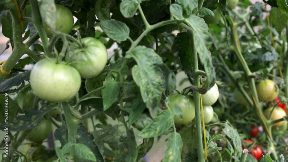 green tomatoes in the greenhouse green tomatoes in the greenhouse