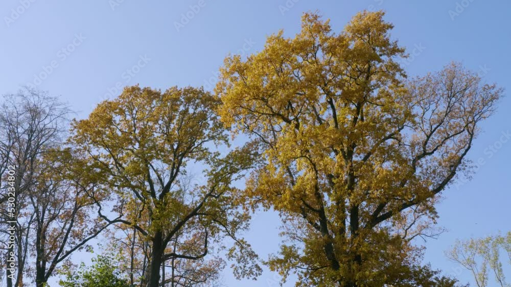 Peterhof, Alexandria Park in autumn. Oaks in autumn decoration. Peterhof, Alexandria Park in autumn. Oaks in autumn decoration.
