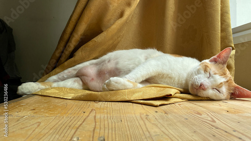 Sleeping cat © Dennis