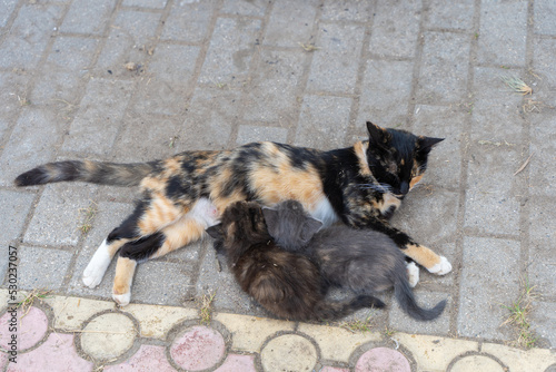 Photography A cat feeds milk to her little kittens lying on a tile on the sidewalk