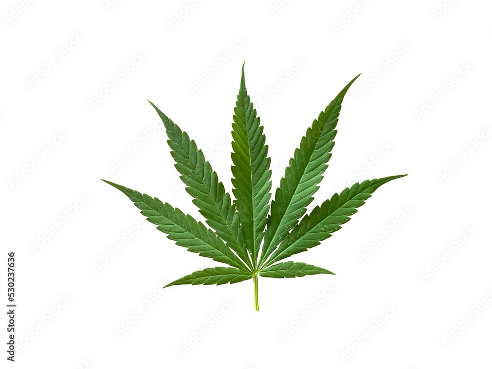 leaf of hemp leaf of hemp
