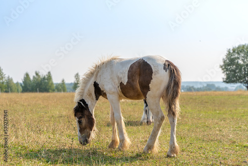 Quadro em tela A Tinker colt eats grass on a pasture in summer