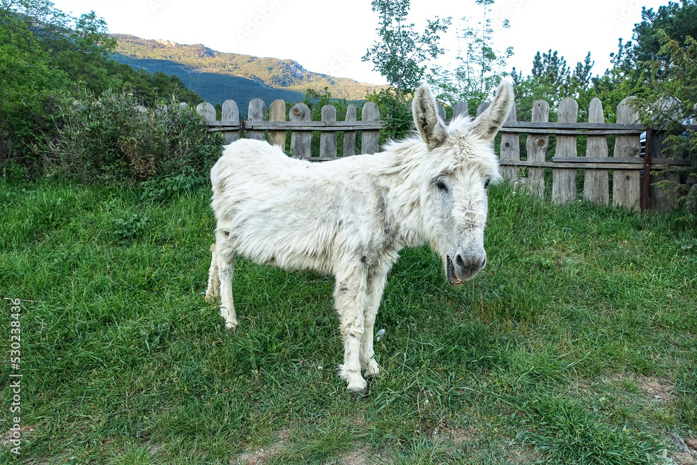 Obraz premium A donkey in a park near the city of Yalta. Crimea 2021