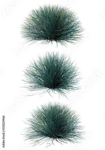 Tela 3d rendering of Blue Festuca Grass isolated