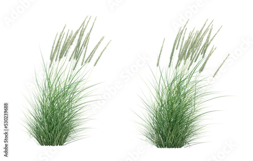 3d rendering of Great Basin Wildrye grass isolated
