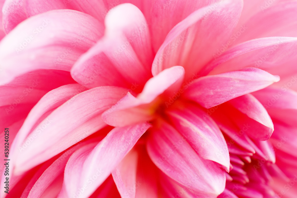 dahlia background ダリア 花の背景 dahlia background ダリア 花の背景