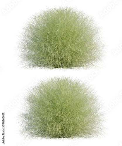 Photo 3d rendering of Miscanthus sinensis Gracillimus grass isolated