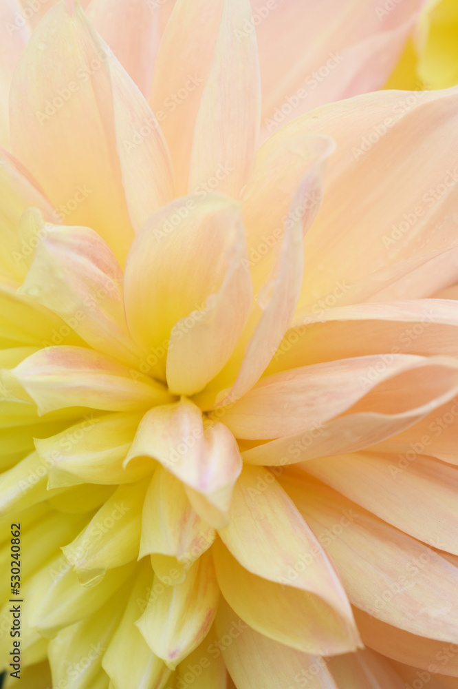 Fototapeta premium ダリア 花の背景 dahlia