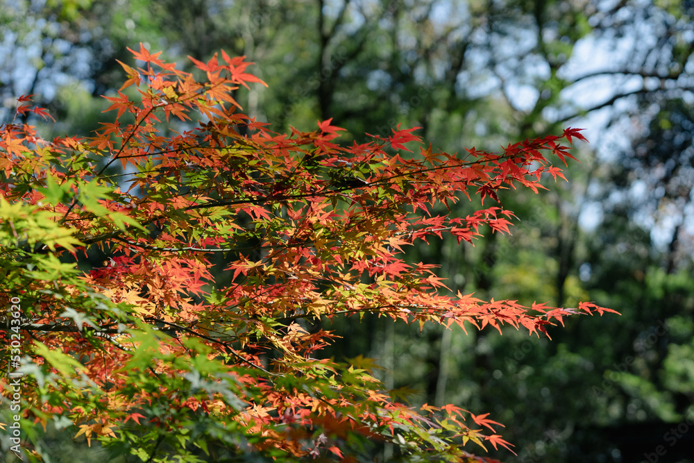 autumn leaves in the forest
